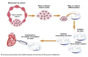 Schéma de différenciation des cellules souches embryonnaires