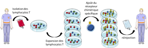 méthodologie de génération des CAR-T cells