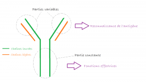 La structure d'un anticorps