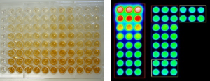 version colorimétrique et fluorescente de l'elisa