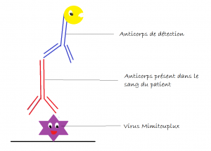 la plaque est couverte du virus pour lequel on recherche des anticorps