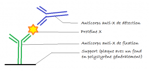 la protéine recherchée est prise en sandwich entre deux anticorps