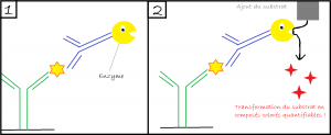 l'enzyme dégrade un substrat pour produire un composant coloré