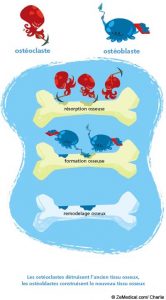 Les ostéoclastes détruisent le tissus osseux tandis que les ostéoblastes le reconstruisent
