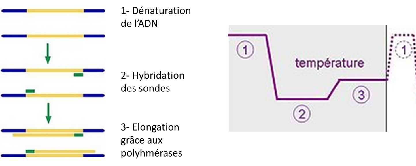 La PCR : À la recherche de l'ADN - Chercheur&Co
