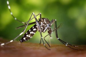 Aedes aegypti, aussi connu sous le nom de moustique tigre, transmet la dengue.